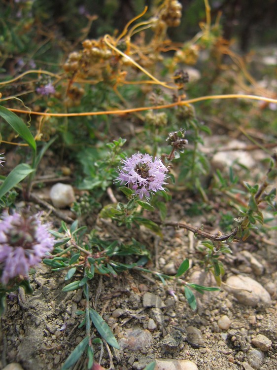 Mentha pulegium